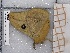  ( - BC-MNHN-LEP-04297)  @11 [ ] rodolphe.rougerie@mnhn.fr (2023) Rodolphe Rougerie Museum National d'histoire Naturelle
