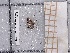  ( - BC-MNHN-LEP-03724)  @11 [ ] rodolphe.rougerie@mnhn.fr (2023) Rodolphe Rougerie Museum National d'histoire Naturelle