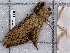  ( - BC-MNHN-LEP-04322)  @11 [ ] rodolphe.rougerie@mnhn.fr (2023) Rodolphe Rougerie Museum National d'histoire Naturelle