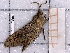  ( - BC-MNHN-LEP-04323)  @11 [ ] rodolphe.rougerie@mnhn.fr (2023) Rodolphe Rougerie Museum National d'histoire Naturelle