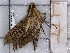  ( - BC-MNHN-LEP-04324)  @11 [ ] rodolphe.rougerie@mnhn.fr (2023) Rodolphe Rougerie Museum National d'histoire Naturelle