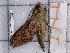  ( - BC-MNHN-LEP-04326)  @11 [ ] rodolphe.rougerie@mnhn.fr (2023) Rodolphe Rougerie Museum National d'histoire Naturelle