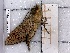  ( - BC-MNHN-LEP-04329)  @11 [ ] rodolphe.rougerie@mnhn.fr (2023) Rodolphe Rougerie Museum National d'histoire Naturelle