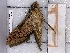  ( - BC-MNHN-LEP-04330)  @11 [ ] rodolphe.rougerie@mnhn.fr (2023) Rodolphe Rougerie Museum National d'histoire Naturelle