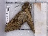  ( - BC-MNHN-LEP-04331)  @11 [ ] rodolphe.rougerie@mnhn.fr (2023) Rodolphe Rougerie Museum National d'histoire Naturelle