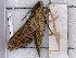  ( - BC-MNHN-LEP-04332)  @11 [ ] rodolphe.rougerie@mnhn.fr (2023) Rodolphe Rougerie Museum National d'histoire Naturelle