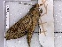  ( - BC-MNHN-LEP-04333)  @11 [ ] rodolphe.rougerie@mnhn.fr (2023) Rodolphe Rougerie Museum National d'histoire Naturelle