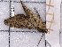  ( - BC-MNHN-LEP-04349)  @11 [ ] rodolphe.rougerie@mnhn.fr (2023) Rodolphe Rougerie Museum National d'histoire Naturelle
