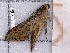  ( - BC-MNHN-LEP-04350)  @11 [ ] rodolphe.rougerie@mnhn.fr (2023) Rodolphe Rougerie Museum National d'histoire Naturelle