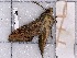  ( - BC-MNHN-LEP-04351)  @11 [ ] rodolphe.rougerie@mnhn.fr (2023) Rodolphe Rougerie Museum National d'histoire Naturelle
