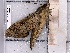  ( - BC-MNHN-LEP-04362)  @11 [ ] rodolphe.rougerie@mnhn.fr (2023) Rodolphe Rougerie Museum National d'histoire Naturelle