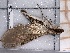  ( - BC-MNHN-LEP-04449)  @11 [ ] rodolphe.rougerie@mnhn.fr (2023) Rodolphe Rougerie Museum National d'histoire Naturelle