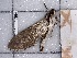  ( - BC-MNHN-LEP-04450)  @11 [ ] rodolphe.rougerie@mnhn.fr (2023) Rodolphe Rougerie Museum National d'histoire Naturelle