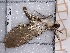  ( - BC-MNHN-LEP-04453)  @11 [ ] rodolphe.rougerie@mnhn.fr (2023) Rodolphe Rougerie Museum National d'histoire Naturelle