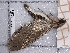  ( - BC-MNHN-LEP-04454)  @11 [ ] rodolphe.rougerie@mnhn.fr (2023) Rodolphe Rougerie Museum National d'histoire Naturelle