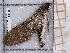  ( - BC-MNHN-LEP-04456)  @11 [ ] rodolphe.rougerie@mnhn.fr (2023) Rodolphe Rougerie Museum National d'histoire Naturelle