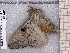  ( - BC-MNHN-LEP-04539)  @11 [ ] rodolphe.rougerie@mnhn.fr (2023) Rodolphe Rougerie Museum National d'histoire Naturelle