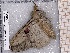  ( - BC-MNHN-LEP-04542)  @11 [ ] rodolphe.rougerie@mnhn.fr (2023) Rodolphe Rougerie Museum National d'histoire Naturelle