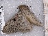  ( - BC-MNHN-LEP-04543)  @11 [ ] rodolphe.rougerie@mnhn.fr (2023) Rodolphe Rougerie Museum National d'histoire Naturelle