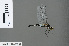  ( - RMNH.INS.500994)  @13 [ ] CreativeCommons - Attribution Non-Commercial Share-Alike (2016) Unspecified Naturalis Biodiversity Center