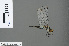  ( - RMNH.INS.501123)  @13 [ ] CreativeCommons - Attribution Non-Commercial Share-Alike (2016) Unspecified Naturalis Biodiversity Center
