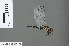  ( - RMNH.INS.501124)  @13 [ ] CreativeCommons - Attribution Non-Commercial Share-Alike (2016) Unspecified Naturalis Biodiversity Center