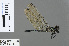  ( - RMNH.INS.502407)  @13 [ ] CreativeCommons - Attribution Non-Commercial Share-Alike (2016) Unspecified Naturalis Biodiversity Center