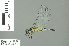  ( - RMNH.INS.506583)  @13 [ ] CreativeCommons - Attribution Non-Commercial Share-Alike (2016) Unspecified Naturalis Biodiversity Center