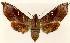  (Altijuba - IJK0030470)  @11 [ ] Copyright (2018) Unspecified Australian National Insect Collection