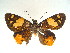  (Apallaga fulgens fulgens - MLIB-0012)  @13 [ ] CreativeCommons - Attribution (2010) Michel Libert Centre for Biodiversity Genomics