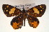  ( - MLIB-0038)  @13 [ ] CreativeCommons - Attribution (2010) Michel Libert Centre for Biodiversity Genomics
