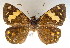  ( - MLIB-0051)  @14 [ ] CreativeCommons - Attribution (2010) Michel Libert Centre for Biodiversity Genomics