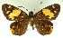  ( - MLIB-0055)  @14 [ ] CreativeCommons - Attribution (2010) Michel Libert Centre for Biodiversity Genomics