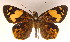  ( - MLIB-0056)  @14 [ ] CreativeCommons - Attribution (2010) Michel Libert Centre for Biodiversity Genomics