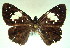  ( - MLIB-0087)  @12 [ ] CreativeCommons - Attribution (2010) Michel Libert Centre for Biodiversity Genomics