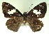  ( - MLIB-0089)  @12 [ ] CreativeCommons - Attribution (2010) Michel Libert Centre for Biodiversity Genomics