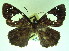  ( - MLIB-0092)  @11 [ ] CreativeCommons - Attribution (2010) Michel Libert Centre for Biodiversity Genomics