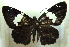  ( - MLIB-0301)  @12 [ ] CreativeCommons - Attribution (2010) Michel Libert Centre for Biodiversity Genomics