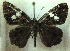  ( - MLIB-0305)  @11 [ ] CreativeCommons - Attribution (2010) Michel Libert Centre for Biodiversity Genomics