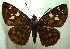  ( - MLIB-0376)  @11 [ ] CreativeCommons - Attribution (2010) Michel Libert Centre for Biodiversity Genomics