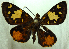 ( - MLIB-0448)  @12 [ ] CreativeCommons - Attribution (2010) Michel Libert Centre for Biodiversity Genomics
