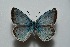  ( - MLIB-2466)  @11 [ ] CreativeCommons - Attribution Non-Commercial Share-Alike (2018) Frédéric Carbonell Centre for Biodiversity Genomics