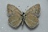  (Polyommatus alibalii - MLIB-2466)  @11 [ ] CreativeCommons - Attribution Non-Commercial Share-Alike (2018) Frédéric Carbonell Centre for Biodiversity Genomics