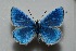  (Polyommatus sertavulensis - MLIB-2468)  @11 [ ] CreativeCommons - Attribution Non-Commercial Share-Alike (2018) Frédéric Carbonell Centre for Biodiversity Genomics