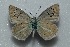  ( - MLIB-2477)  @11 [ ] CreativeCommons - Attribution Non-Commercial Share-Alike (2018) Frédéric Carbonell Centre for Biodiversity Genomics