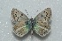  ( - MLIB-2479)  @11 [ ] CreativeCommons - Attribution Non-Commercial Share-Alike (2018) Frédéric Carbonell Centre for Biodiversity Genomics