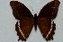  ( - MLIB-2483)  @11 [ ] CreativeCommons - Attribution Non-Commercial Share-Alike (2018) Frédéric Carbonell Centre for Biodiversity Genomics
