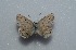  ( - MLIB-2586)  @11 [ ] CreativeCommons - Attribution Non-Commercial Share-Alike (2019) Frédéric Carbonell Centre for Biodiversity Genomics