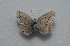  ( - MLIB-2587)  @11 [ ] CreativeCommons - Attribution Non-Commercial Share-Alike (2019) Frédéric Carbonell Centre for Biodiversity Genomics