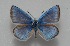  ( - MLIB-2593)  @11 [ ] CreativeCommons - Attribution Non-Commercial Share-Alike (2019) Frédéric Carbonell Centre for Biodiversity Genomics